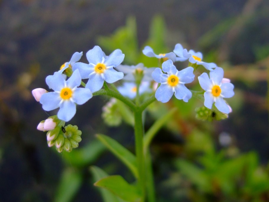 Незабудка болотная myosotis palustris