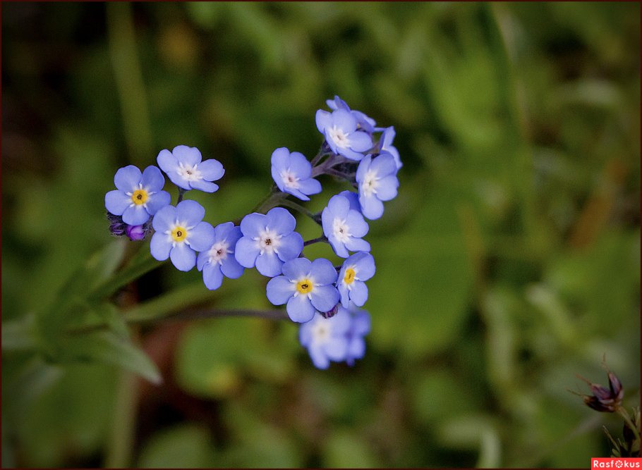 Незабудка садовая голубая
