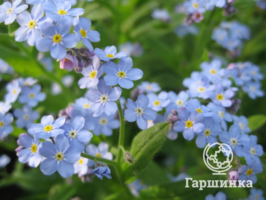 Незабудка Альпийская двулетняя