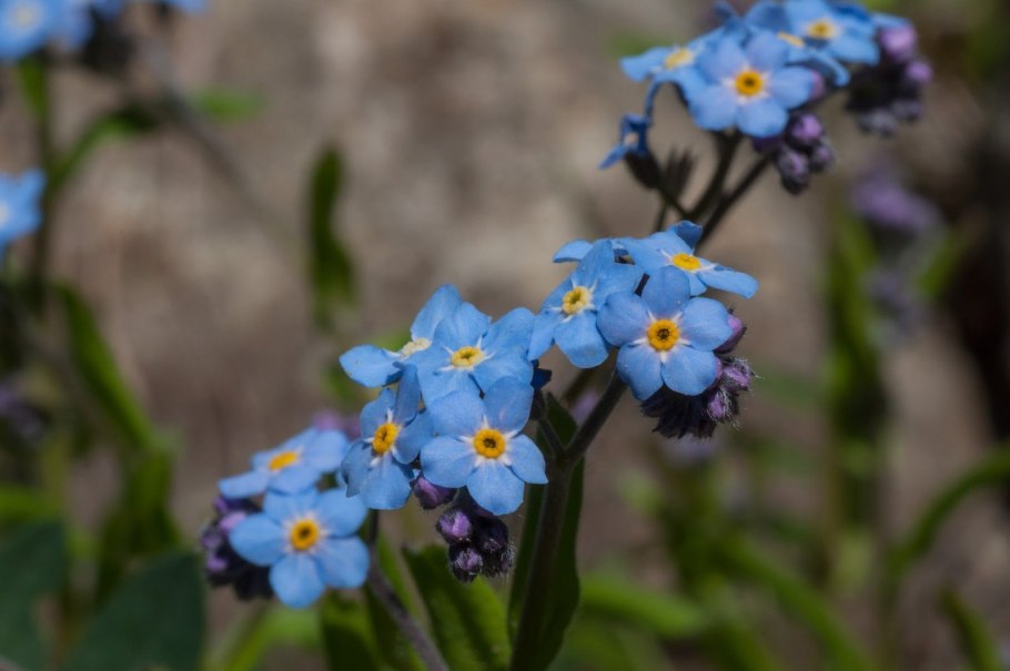 Незабудка Альпийская (Myosotis alpestris)