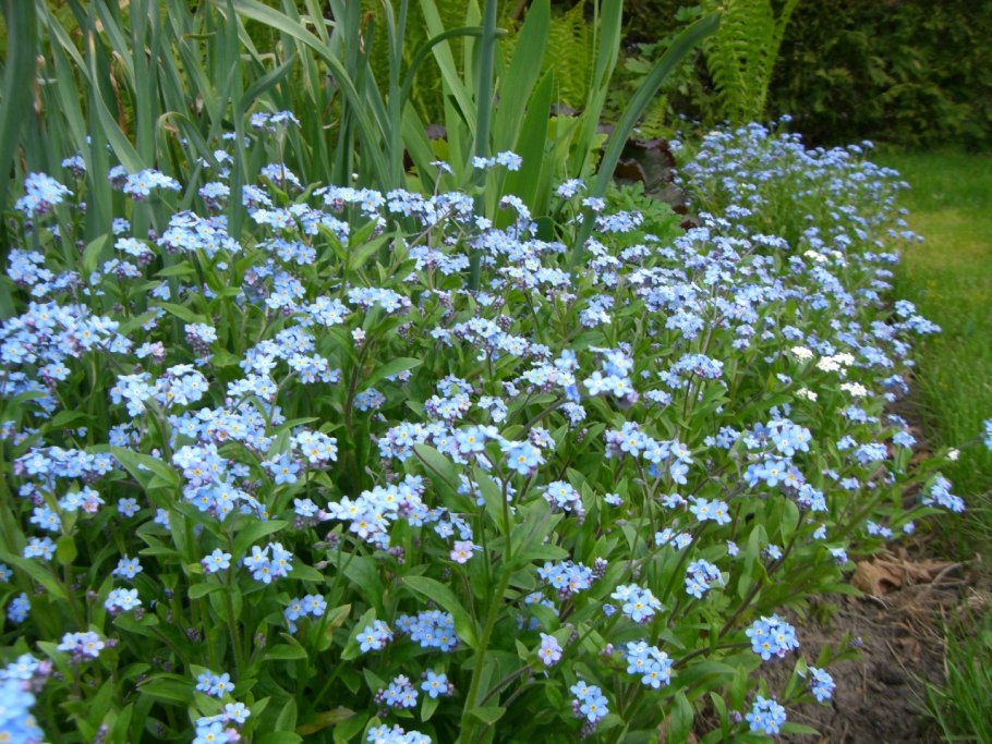 Незабудка альпийская смесь
