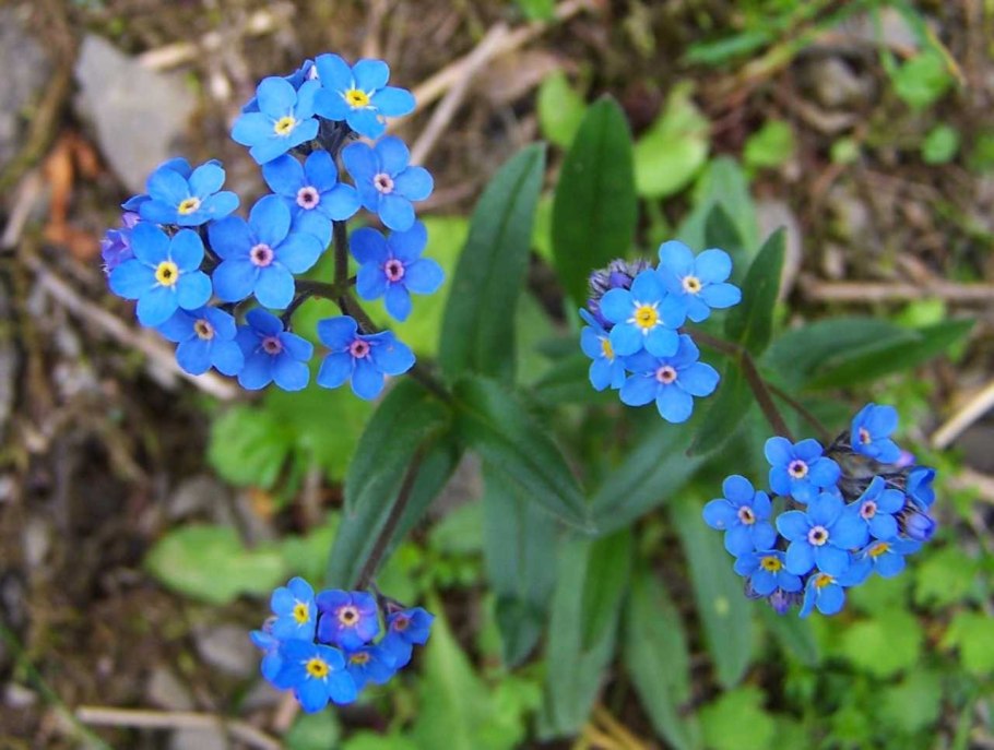 Myosotis alpestris