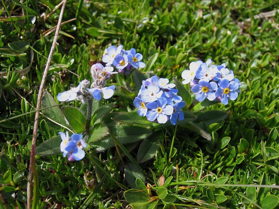 Незабудка Болотная (Myosotis scorpioides) плод
