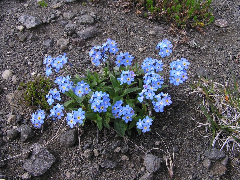 Myosotis caespitosa