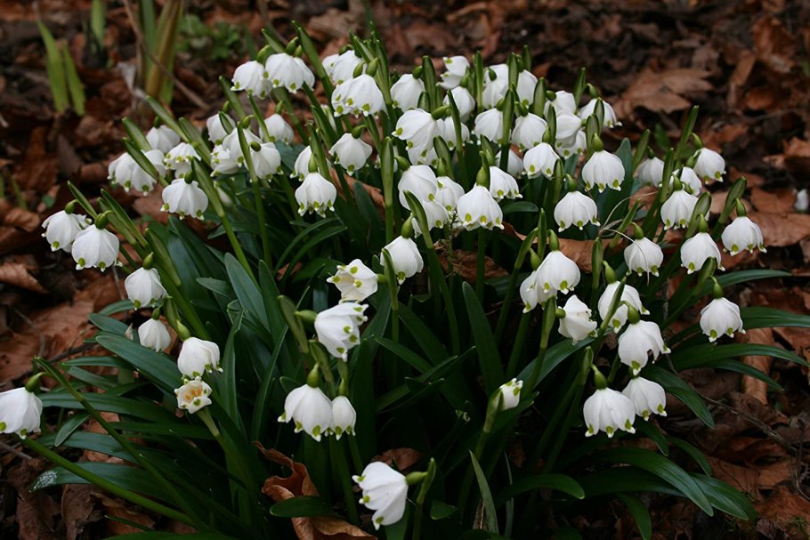 Белоцветник Leucojum Gravetye giant