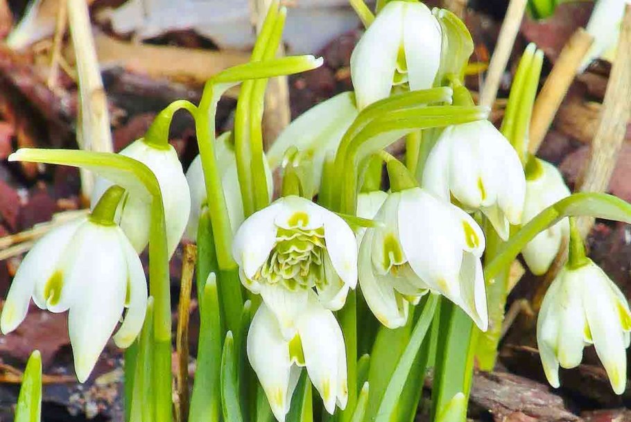 Белоцветник весенний луковицы
