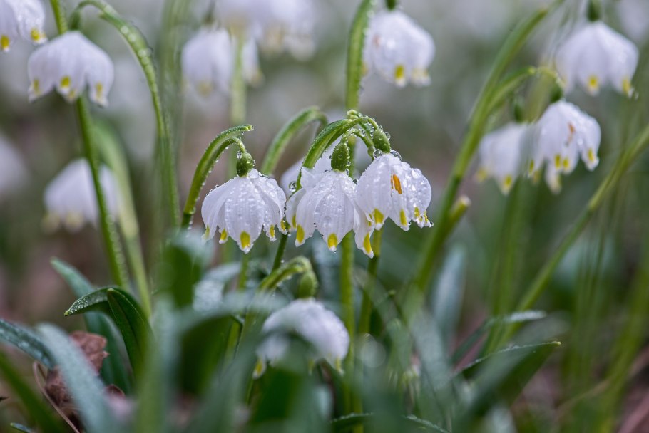Белоцветник весенний Leucojum vernum