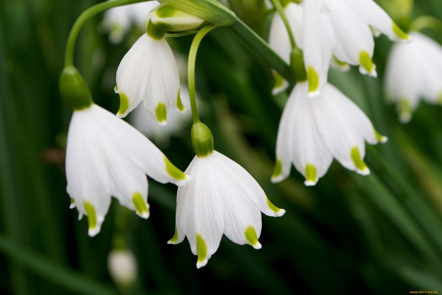 Белоцветник Карпатский