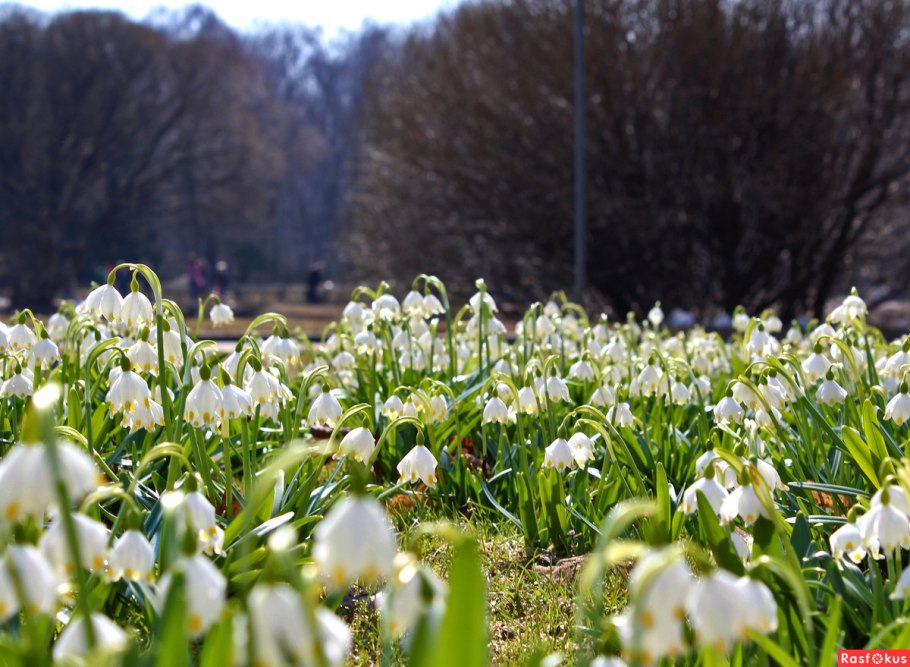 Первоцвет белоцветник