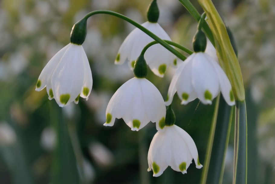 Белоцветник aestivum Gravetye giant