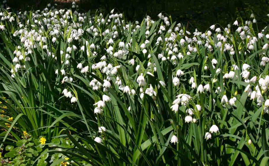 Белоцветник весенний и подснежники