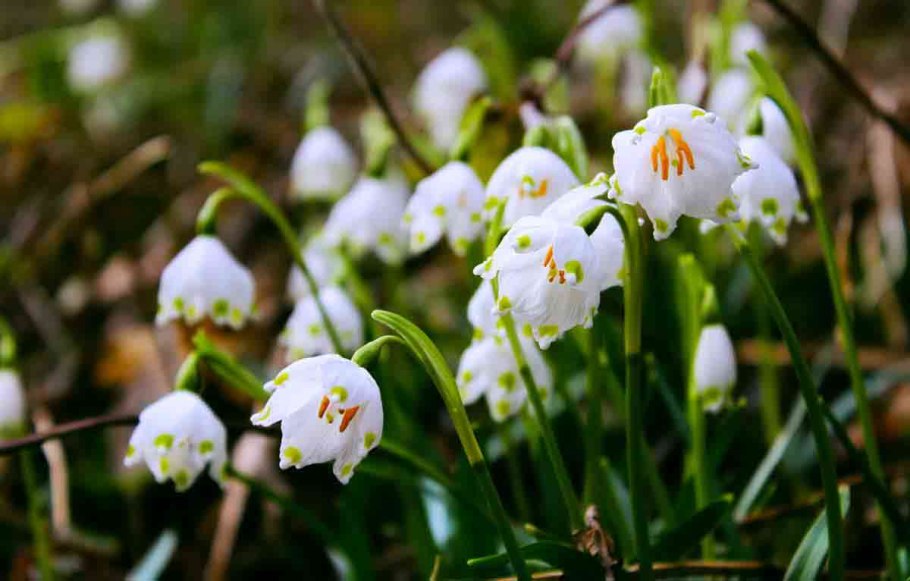 Белоцветник весенний Leucojum vernum