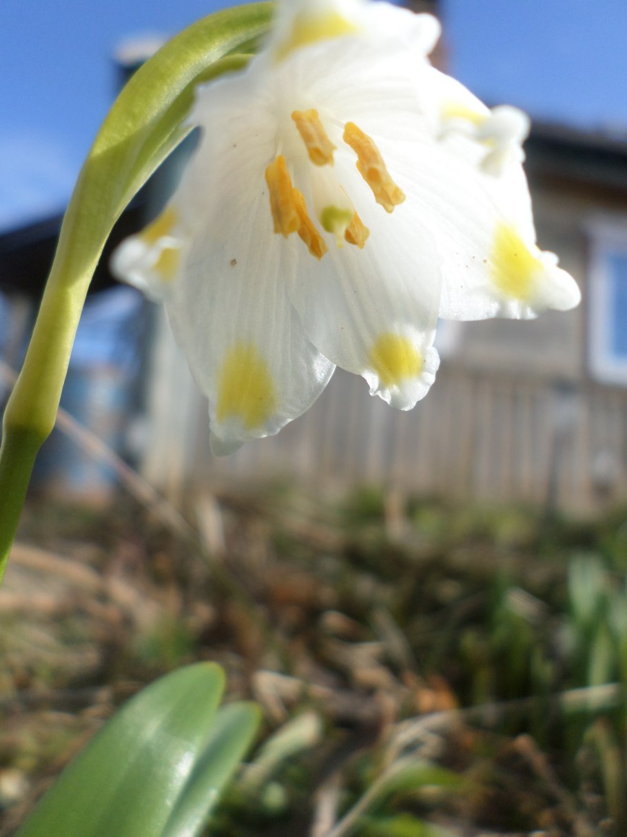 Белоцветник vernum