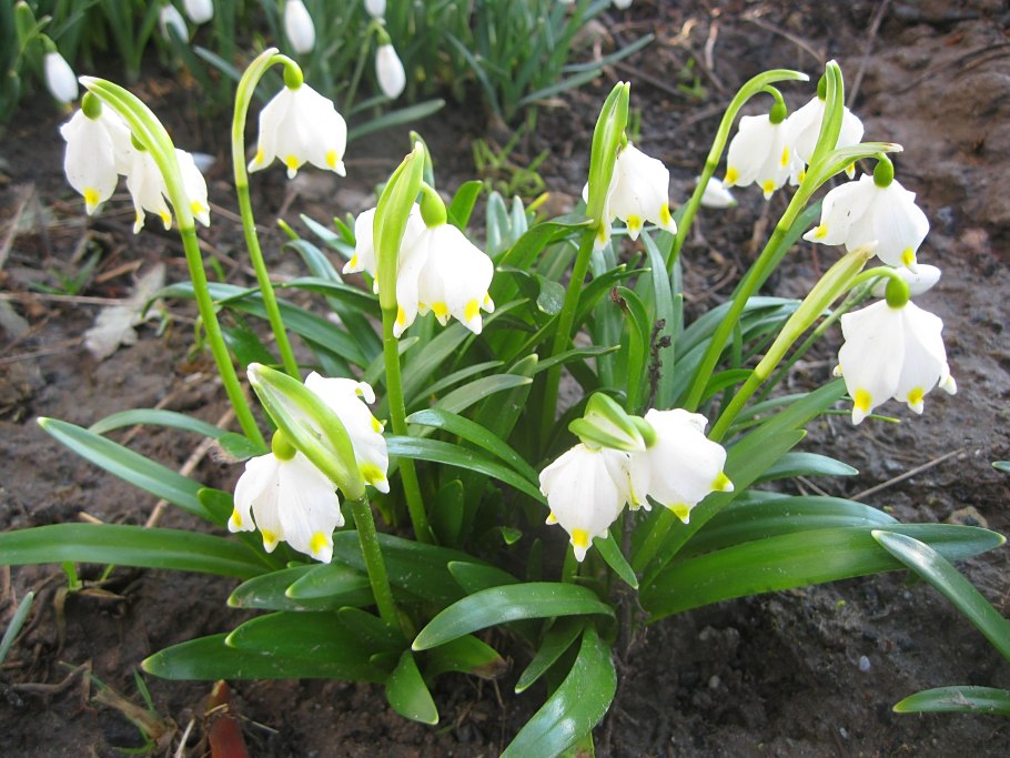 Леукоюм белоцветник