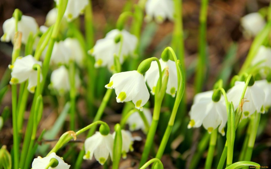 Весенние подснежники