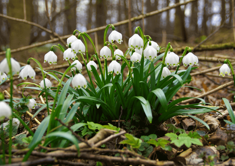 Цветок белоцветник весенний