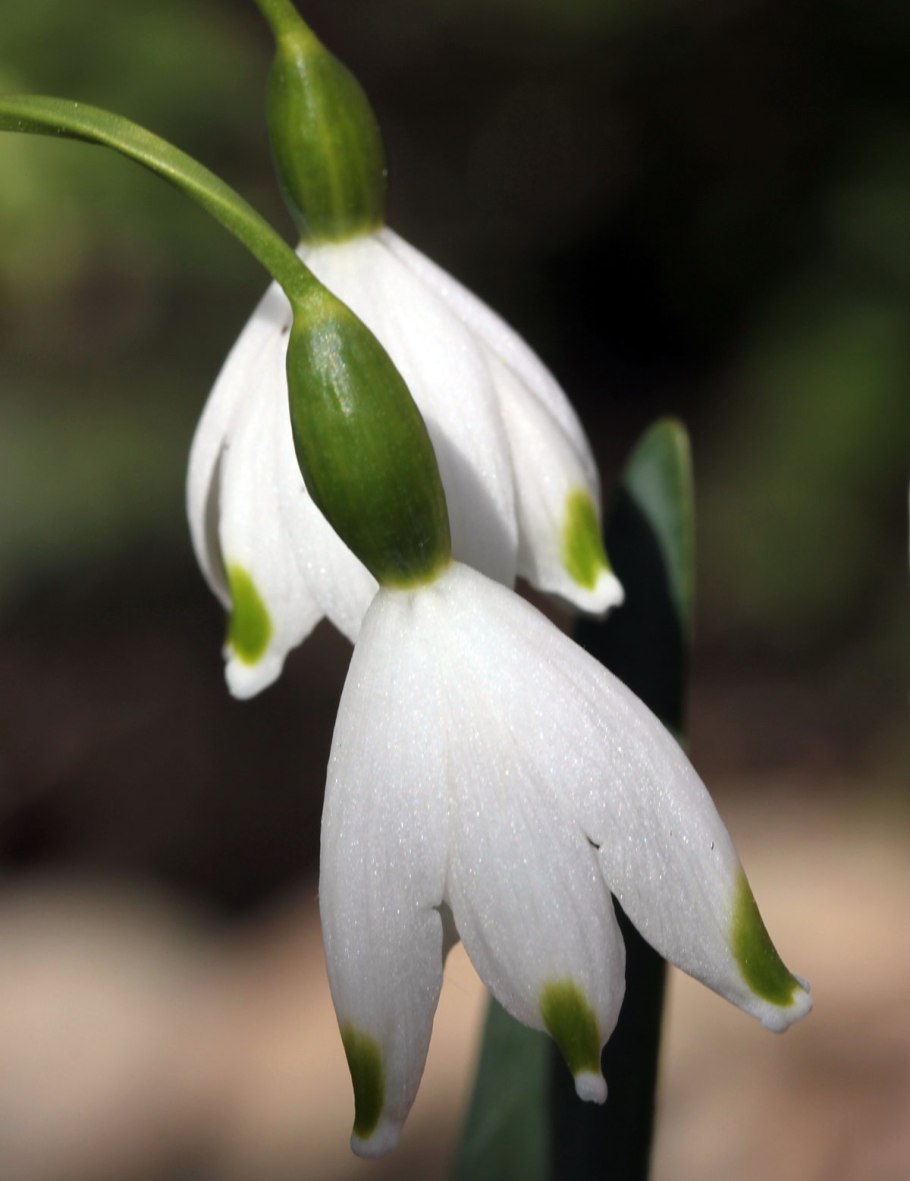 Цветок подснежник