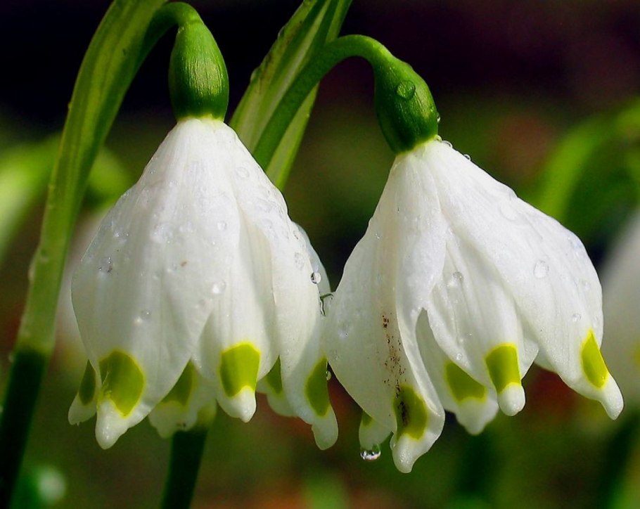 Белоцветник (leucojum)