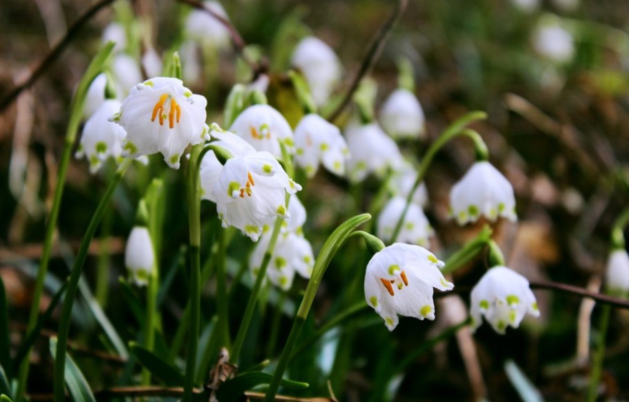 Галантусы • безвременник белоцветник