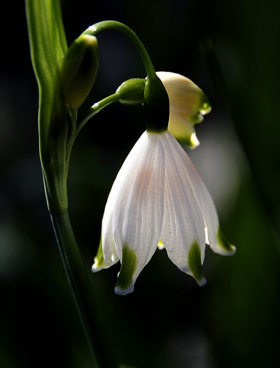 Белоцветник летний