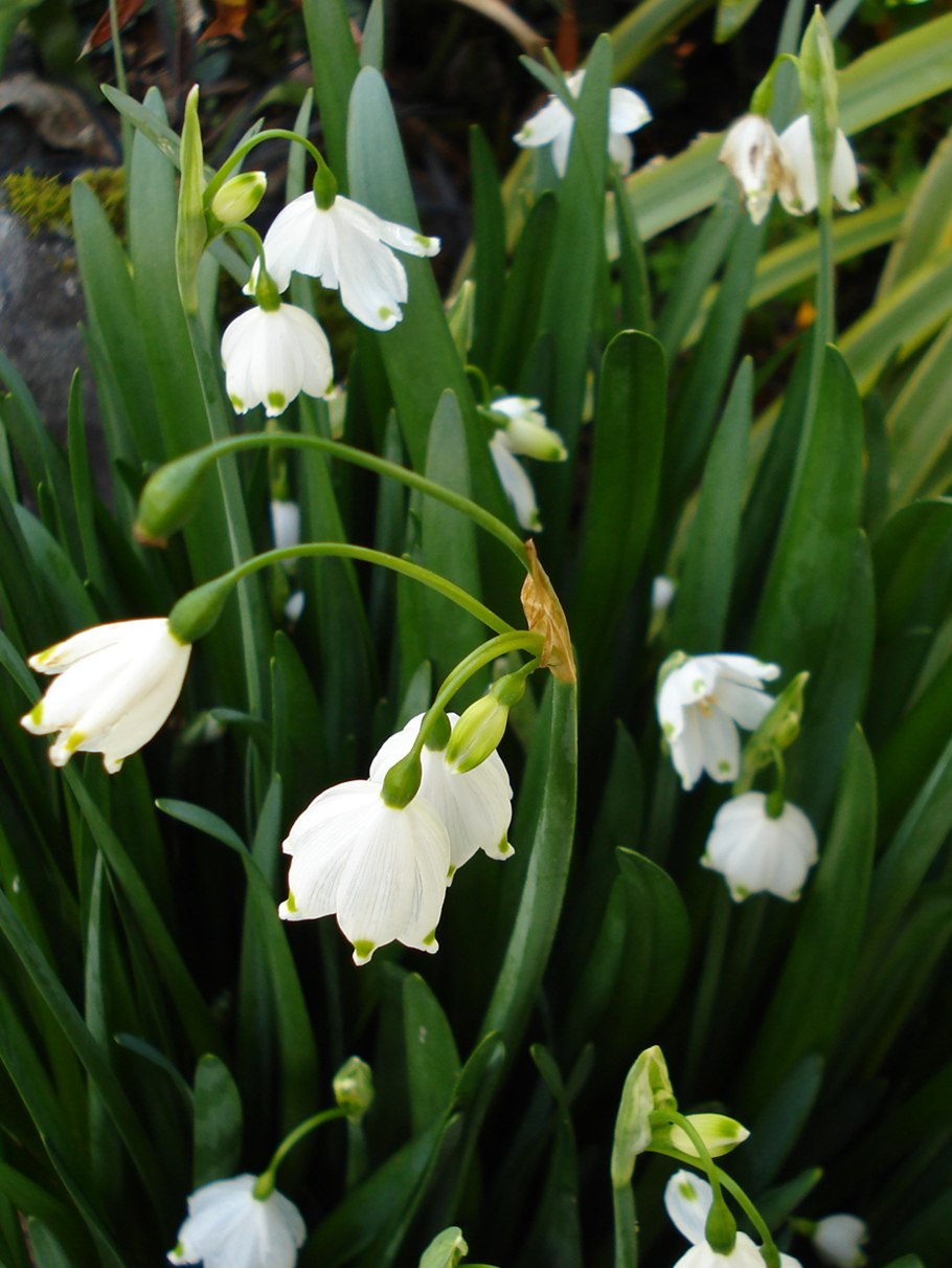 Первоцвет белоцветник