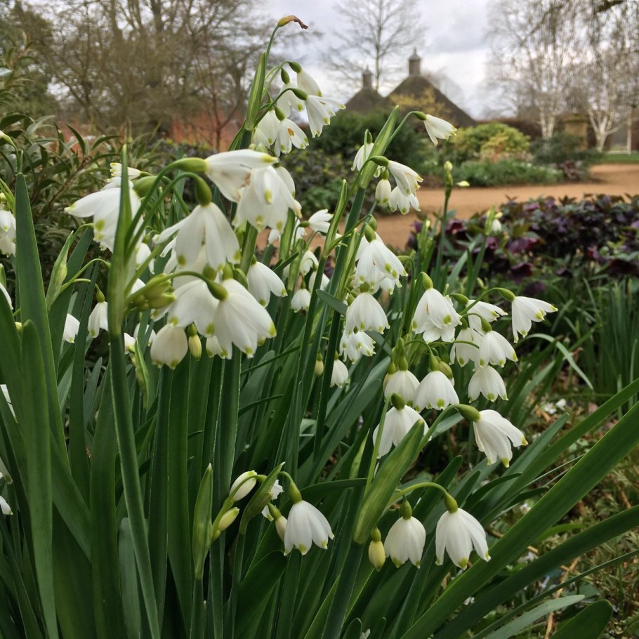 Белоцветник Карпатский