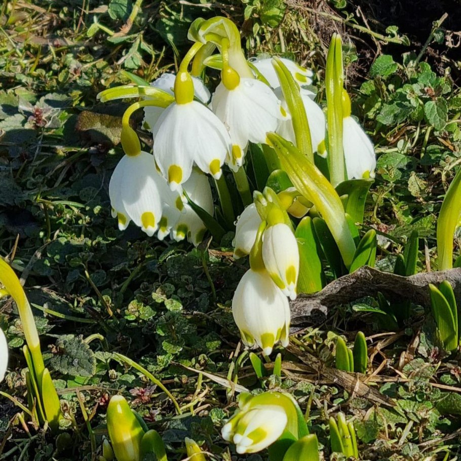 Белоцветник карпатский
