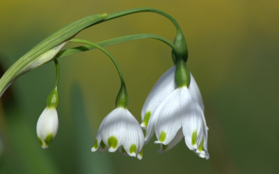 Леукоюм белоцветник