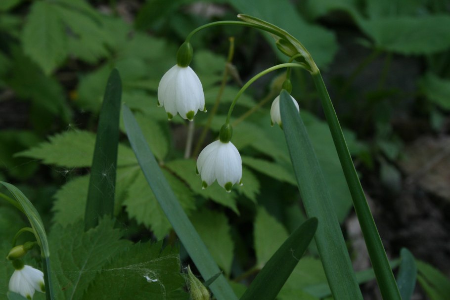 Белоцветник весенний и подснежники