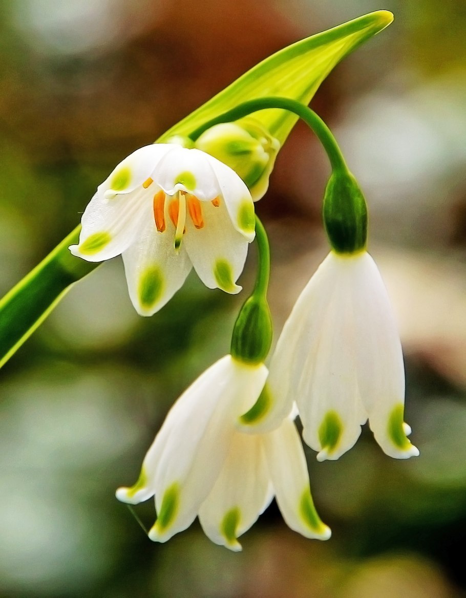 Белоцветник aestivum