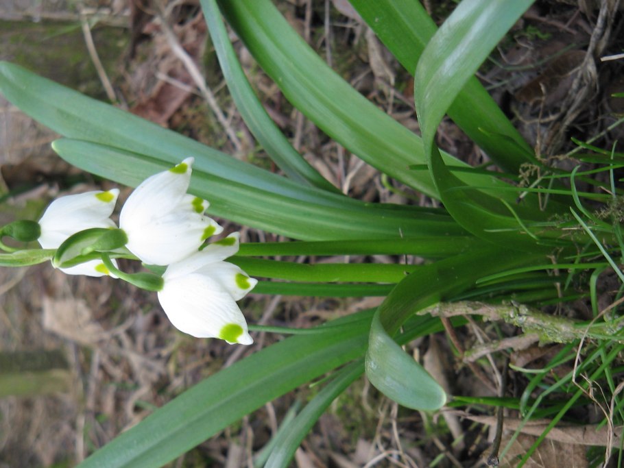 Луковицы подснежников белоцветников 20 шт