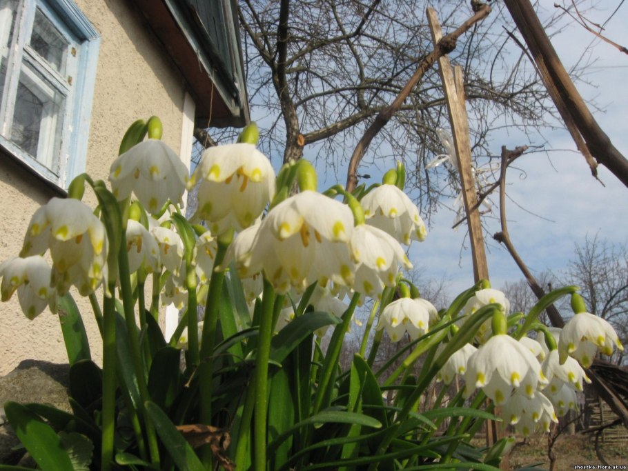 Первоцвет белоцветник