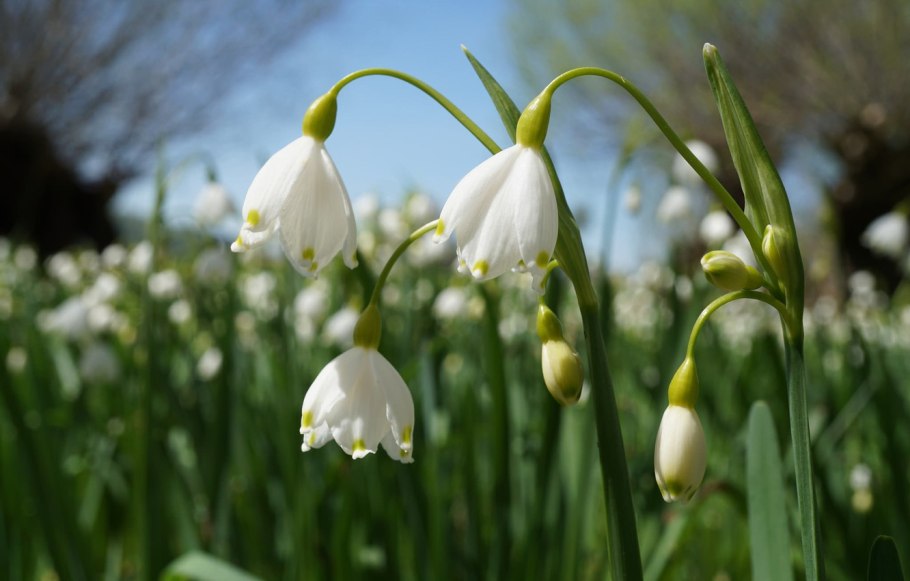 Белоцветник gravetye giant