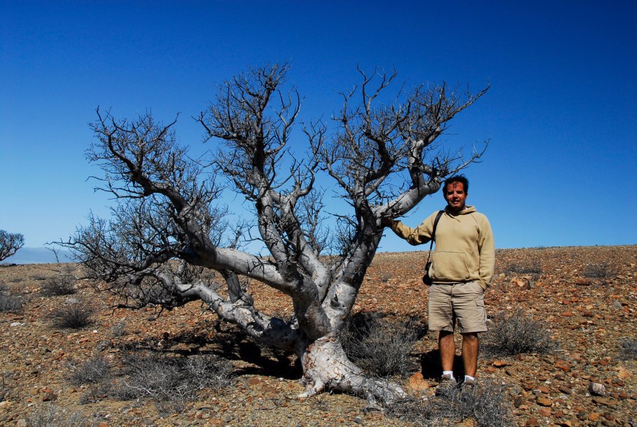 Pachycormus discolor цветение