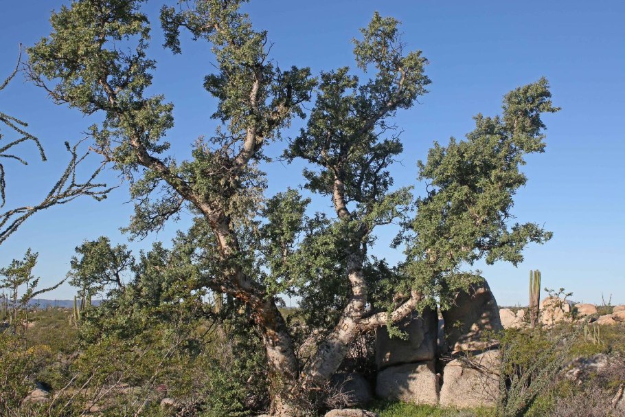 Слоновое дерево Пахикормус
