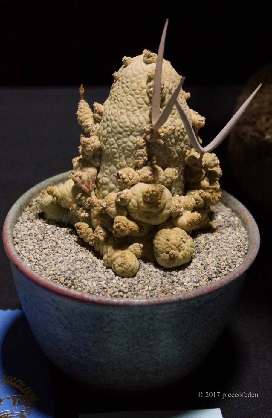 Банзай Operculicarya decaryi