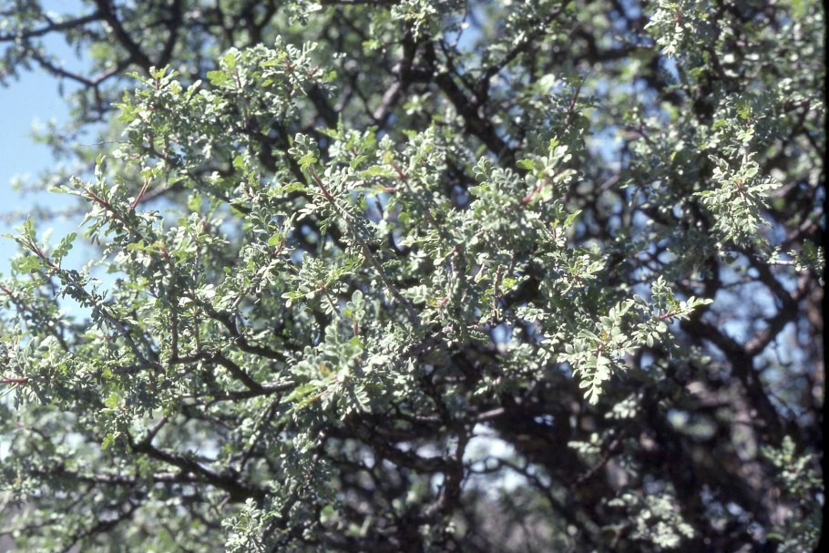 Дерево Марула в Африке