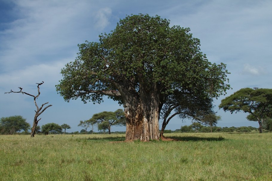 Дерево Копаль
