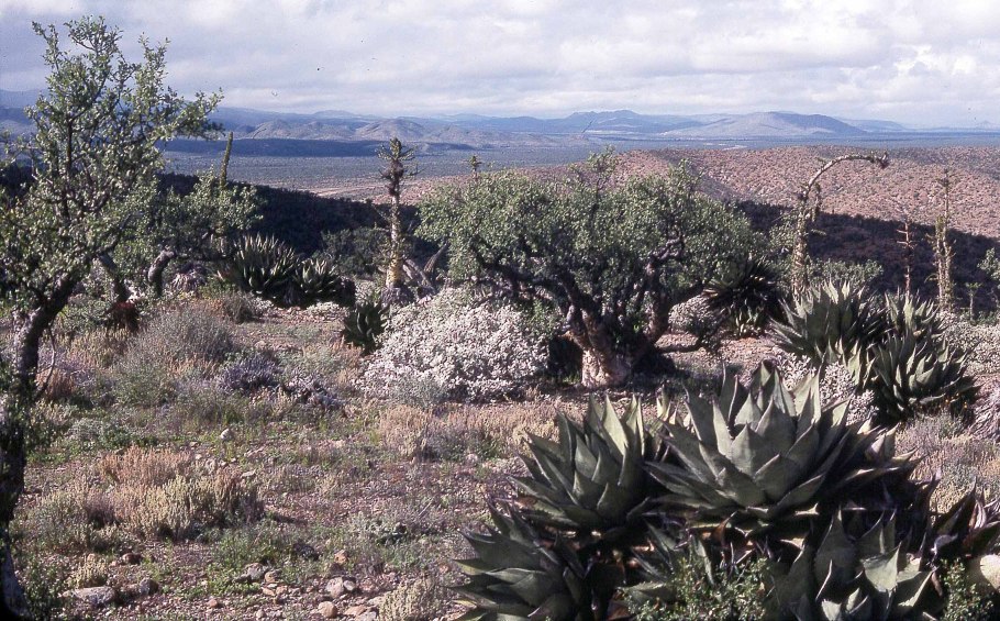 Комбретум Африка