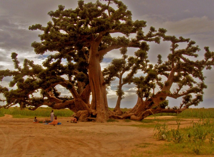 Баобаб самое толстое дерево