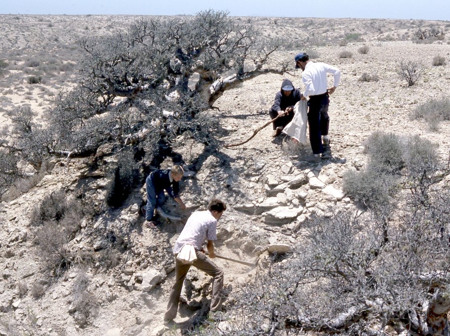 Необыкновенные деревья