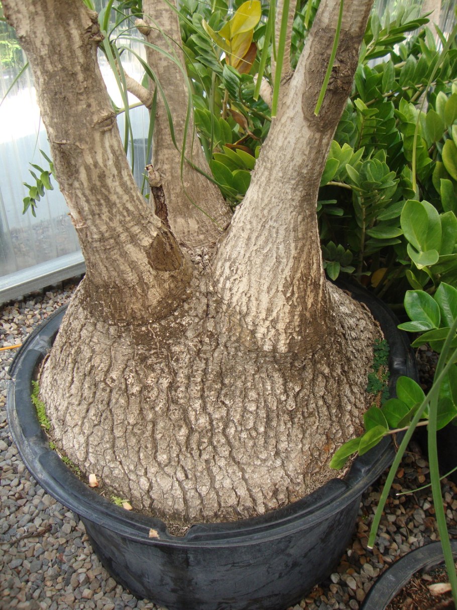 Адансония Мадагаскарская