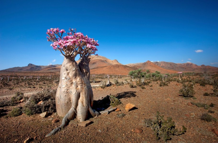 Марула дерево