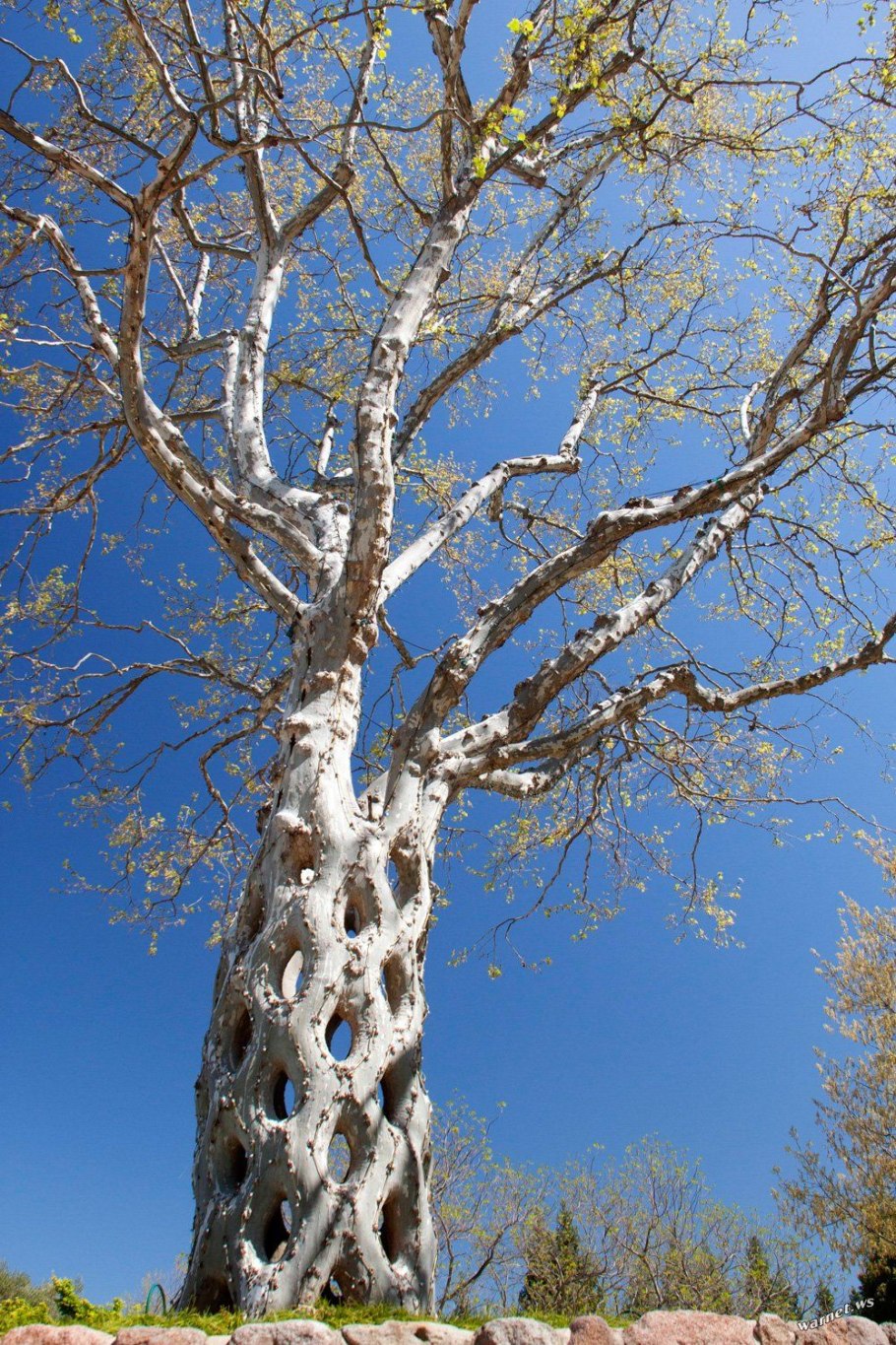 Растения Африки баобаб