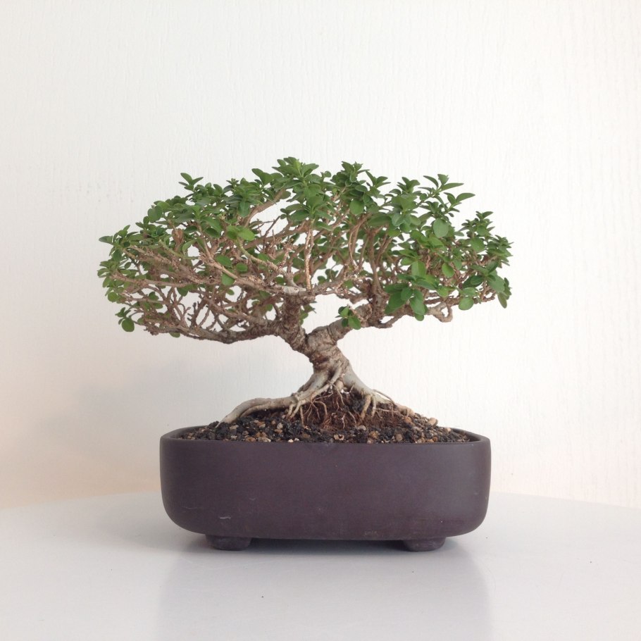 Бурсера фото