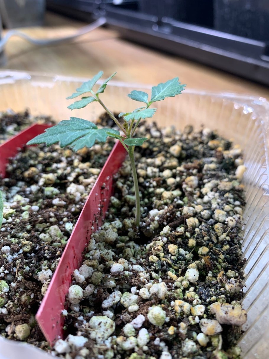 Дерево Буджум