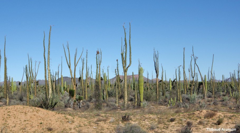 Сокотра остров Сокотра