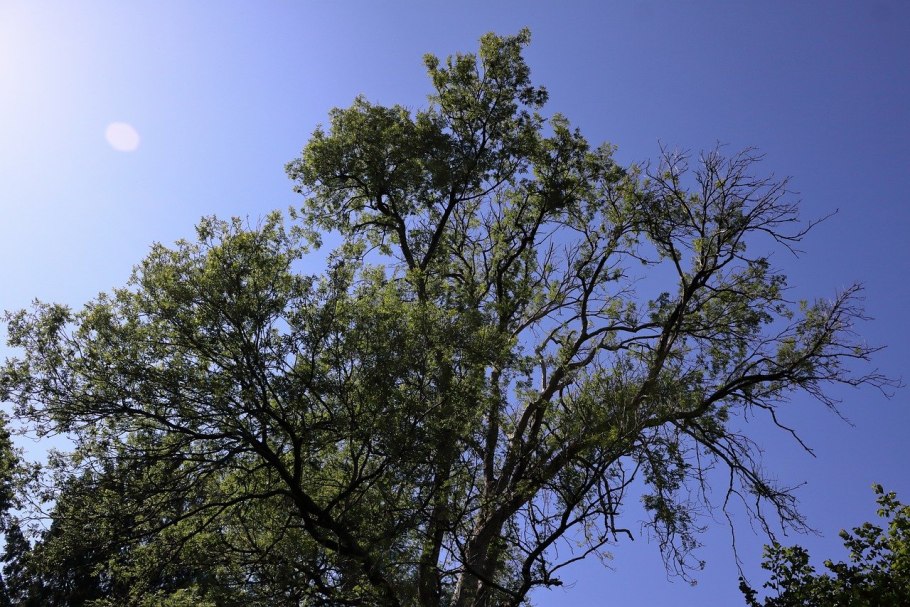 Adansonia digitata в домашних условиях