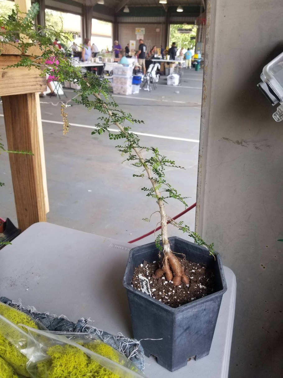 Брахихитон бутылочное дерево