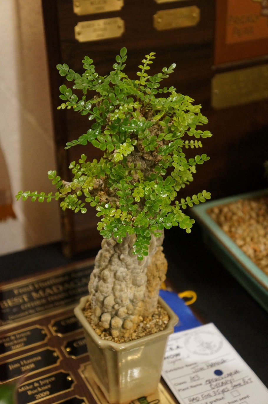 Баобаб Грегори Австралия